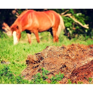 Horse manure
