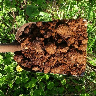Horse manure