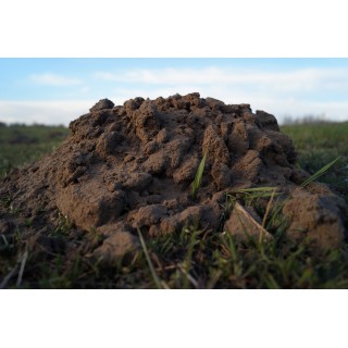 Meadow soil